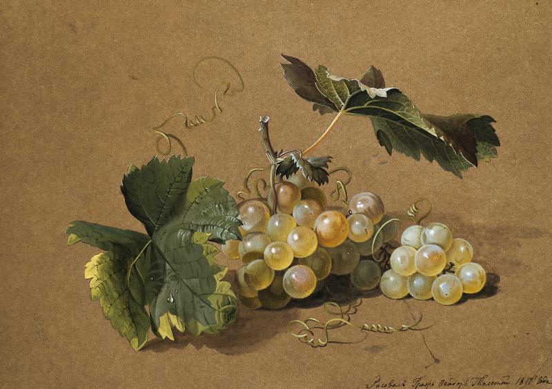 14_Fedor_P_Tolsto_Pampre_de_vi